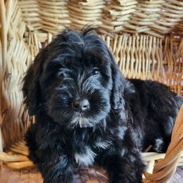 Midnight - Black and white male Portuguese Water Dog puppy in Narvon, Pennsylvania from Prized Family Porties