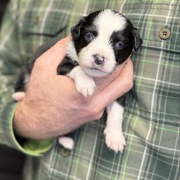 Lays - Black tri male Toy Australian Shepherd puppy in Riverton, Utah from Iron Spirit Homestead & Aussies