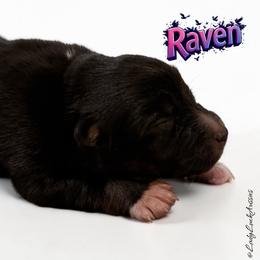 RAVEN-Black Tri Female - Black tri-color female Australian Shepherd puppy in Gainesville, Texas from Lady Luck Aussies