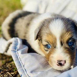 Storm - Blue merle female Miniature Australian Shepherd puppy in Hempstead, Texas from Young Gun Aussies