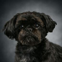 Shiloh - Shih Tzu