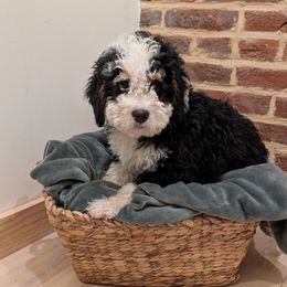 Walker - Tri-color male Bernedoodle puppy in Reinholds, Pennsylvania from Mountain Top Bernedoodles