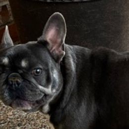 French Bulldogs from Quarter Size Frenchies