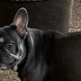 French Bulldogs from Quarter Size Frenchies
