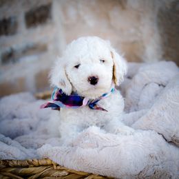 Poodle Puppies from Doodle Puppy Parti