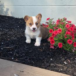 Tulip - Red female Pembroke Welsh Corgi puppy in Lewisberry, Pennsylvania from Salted Rim Corgis
