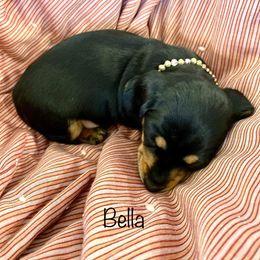 Dachshund Puppies from Rogue River Ranch