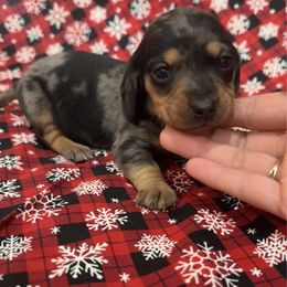 Girl 1 - Dapple female Dachshund puppy in Galax, Virginia from Dells  Dachshund’s