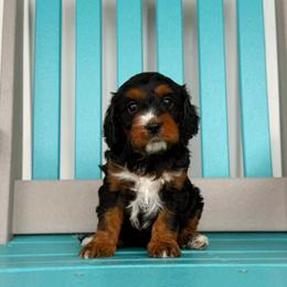 Piper - Black and tan female Cavapoo puppy in Wamego, Kansas from Doodles of Oz