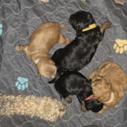 Poodle, Soft Coated Wheaten Terrier, and Whoodle Puppies from Green Mountain Kennel