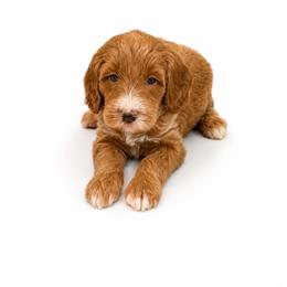 Maverick Cole - Red  male Goldendoodle puppy in Valdosta, Georgia from Designer Doodles of South GA