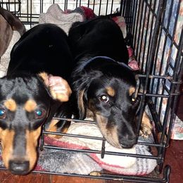 Australian Shepherds and Dachshunds from Fair Wether Farm