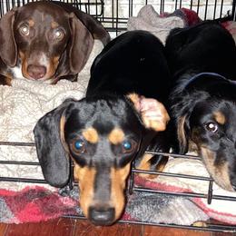 Australian Shepherds and Dachshunds from Fair Wether Farm