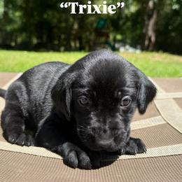 Trixie - Black female Labrador Retriever puppy in Abbeville, South Carolina from Long Cane Retrievers LLC
