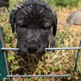 Anatolian Shepherd Dog and Labrador Retriever Puppies from Learning With Dogs