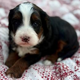 Buzz- blue collar - Tri-color male Bernedoodle puppy in Colorado Springs, Colorado from Mercy Mountain Bernedoodles