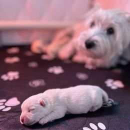 West Highland White Terrier Puppies from Our Westies 2