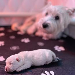 West Highland White Terrier Puppies from Our Westies 2