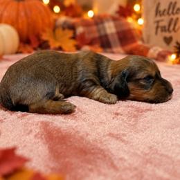 Wednesday - Cream female Dachshund puppy in Crestview, Florida from Neverending Dachies