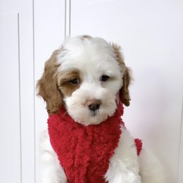 Bernedoodle, Cavapoo, Goldendoodle, and Poodle Puppies from Gypsi Doodles & Poodles