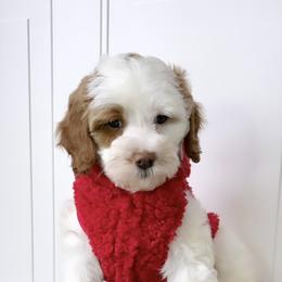 Bernedoodle, Cavapoo, Goldendoodle, and Poodle Puppies from Gypsi Doodles & Poodles