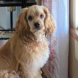 Cocker Spaniels from Palms Cocker Spaniels of Texas