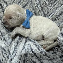 Major - Apricot male Goldendoodle puppy in Ankeny, Iowa from Iowadoodles2love