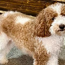 Poodles from Ella’s Cottage Poodles