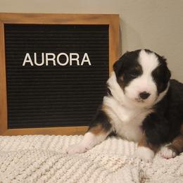 Girl 3 - female Australian Shepherd puppy in Lititz, Pennsylvania from Skyview Aussies