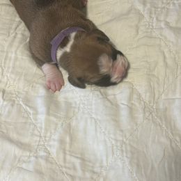 Boxer Puppies from Plank Trail Boxers plainville