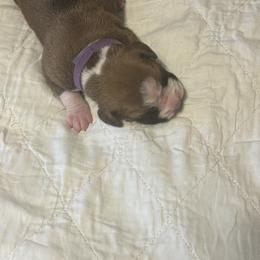 Boxer Puppies from Plank Trail Boxers plainville