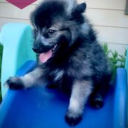 "Coo-coo" Keeshond Puppies from Kozy Keeshonden