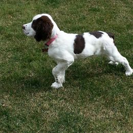 English Springer Spaniel Puppies from Ridgeline Springer Spaniels