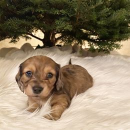 Dachshund Puppies from KR Mini Daschunds
