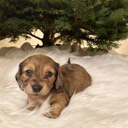 Dachshund Puppies from KR Mini Daschunds