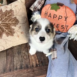 Stella - Black and tan female Pembroke Welsh Corgi puppy in Coeur D’alene, Idaho from Alder Creek Corgis