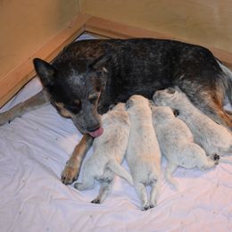 Australian Cattle Dog Puppies from Lyla Hinman