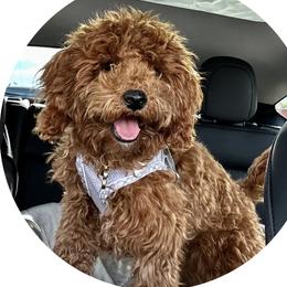Penny - Poodle