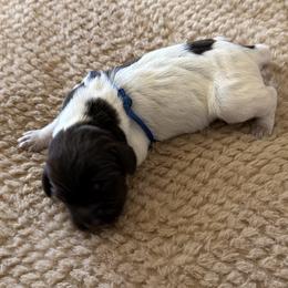 Wirehaired Pointing Griffon Puppies from Idleista Grand Chasseur