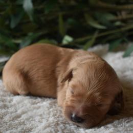 Female 3 - Red  female Goldendoodle puppy in Angola, Indiana from Classic City Doodles