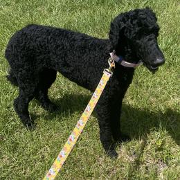 Poodles from Ashryver Standard Poodles