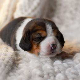 Nova - Blue tan and white female Beagle puppy in Caldwell, Ohio from Folklore Kennel