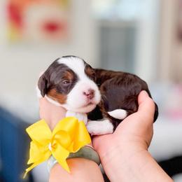 Mulan-yellow - Red female Bernedoodle puppy in Ontario, California from Teddy Doodles & Standard Poodles