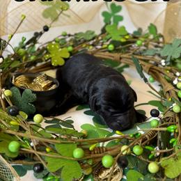 Shamrock - Black male Labrador Retriever puppy in Water Valley, Mississippi from Three Lakes Labs & WHDs