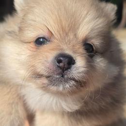 Benji - Red sable male Pomeranian puppy in Fort Worth, Texas from Picture Perfect Poms