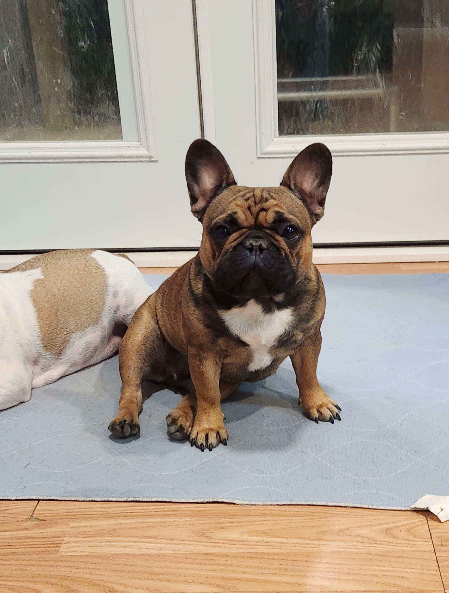 Lucy - French Bulldog