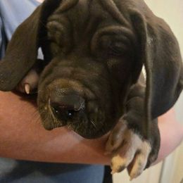 Boy 1 - Great Dane puppy from Andrea  Lockwood