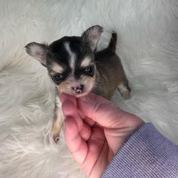 Domino Girl - Black and tan female Chihuahua puppy in Fargo, North Dakota from Wild Prairie Chihuahuas