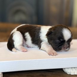 Prince S-G - Liver and white male Shih Tzu puppy in Xenia, Ohio from Crown & Tress Shih Tzu