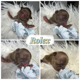 Rolex - Liver male Shih Tzu puppy in Colorado Springs, Colorado from Shih Tzu’s  ‘N’ Love
